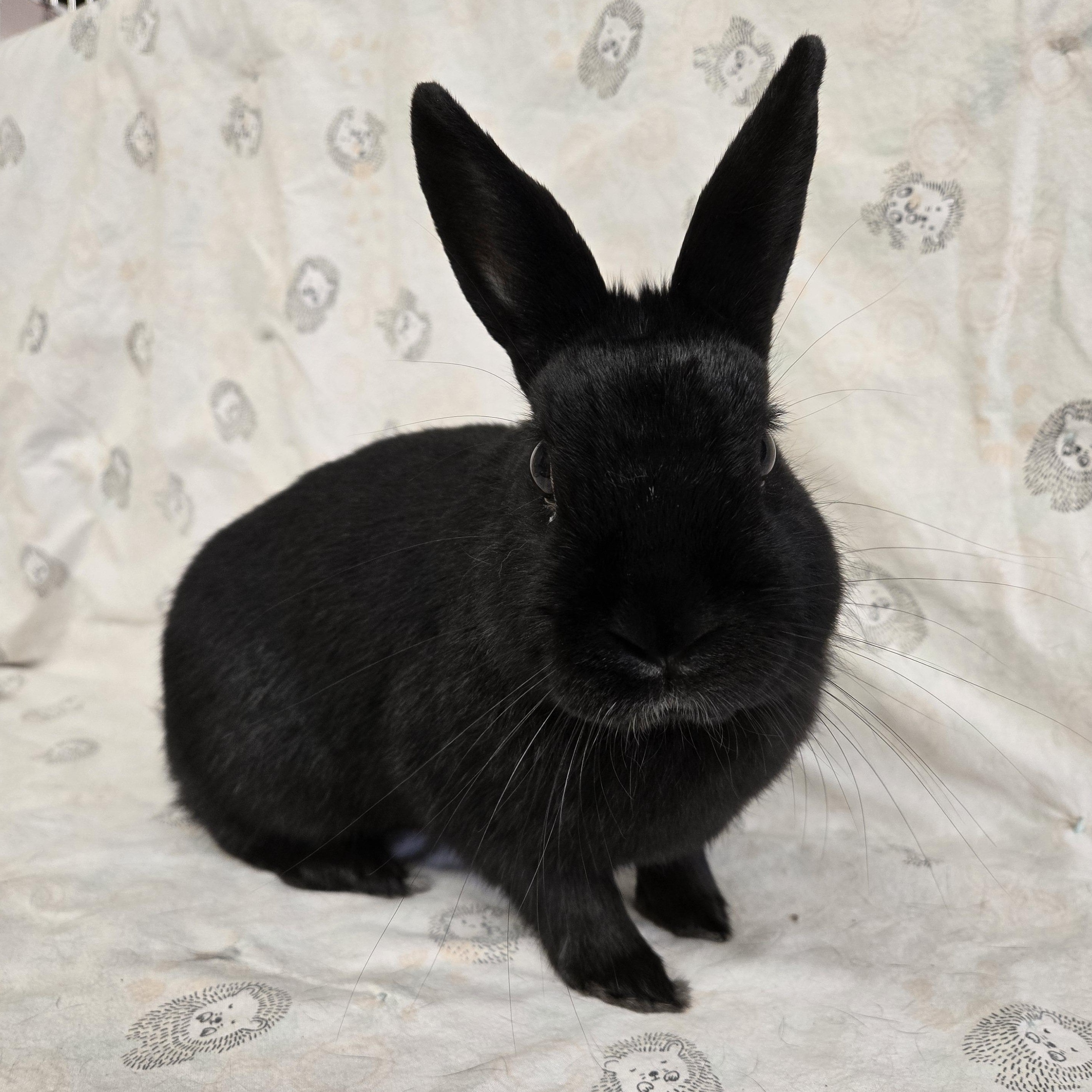 Caesar Salad, a ADOPTABLE mixed breed in Deerfield, WI image 1/3