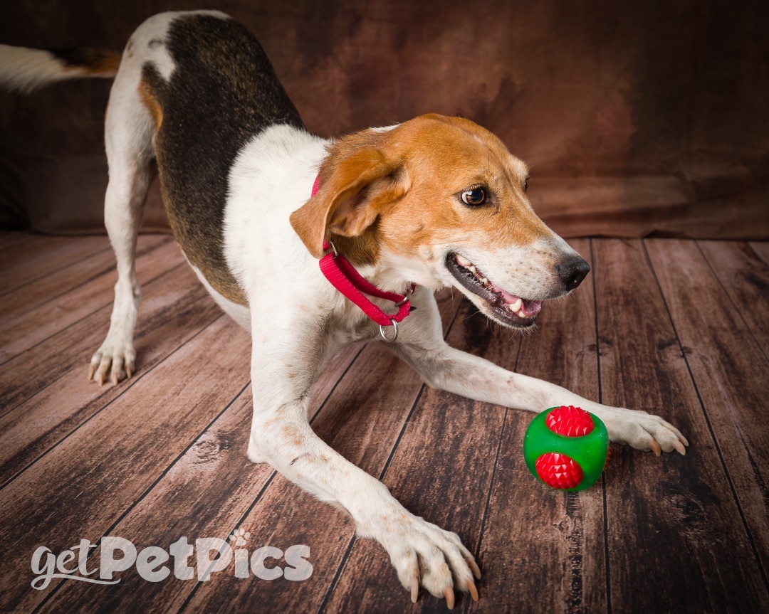 Patsy, Adoptable, Adult Female English Coonhound.