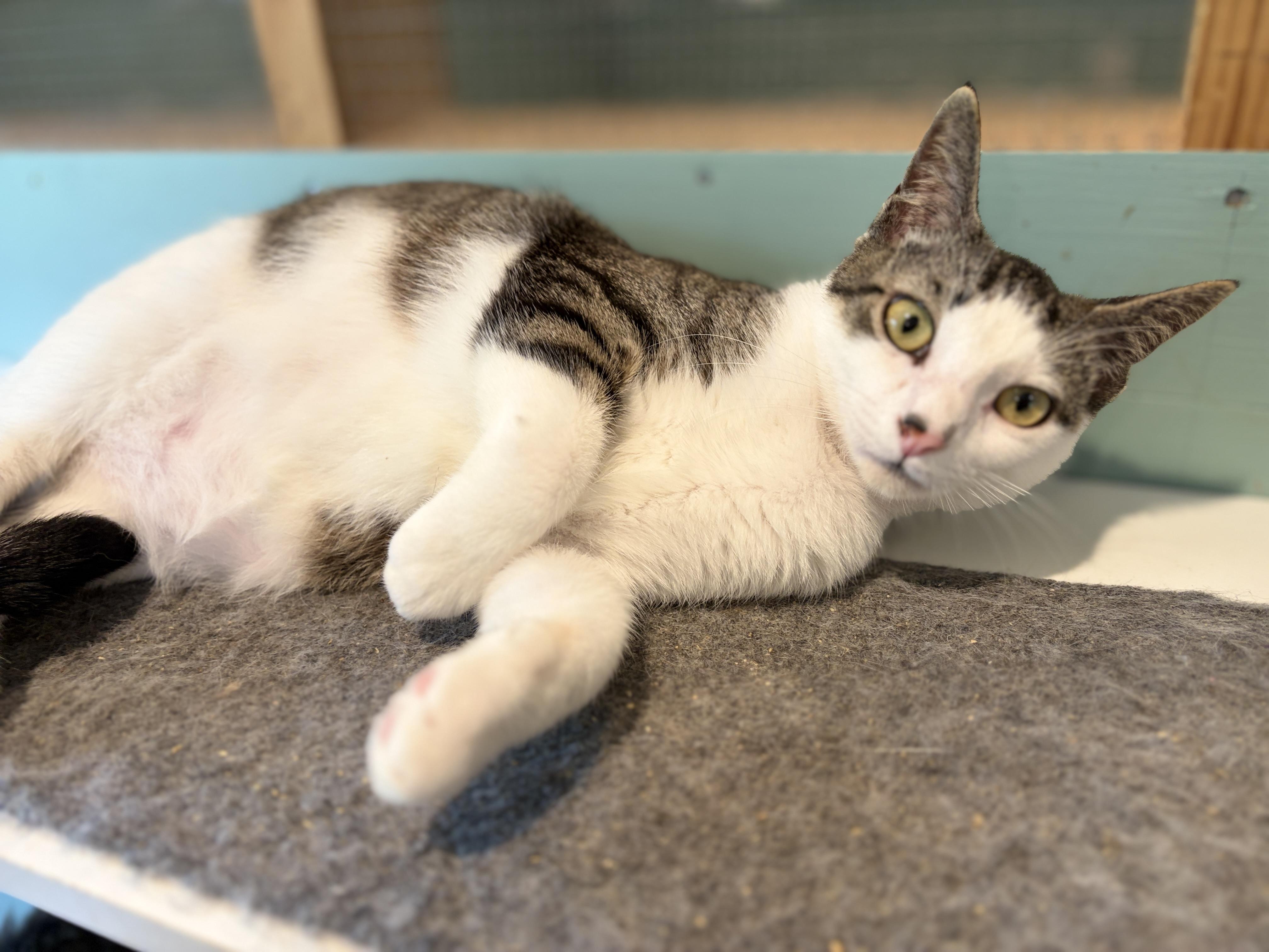 Enlarge Rumor, an adopted Domestic Short Hair in Rocky Hill, CT image 5/6