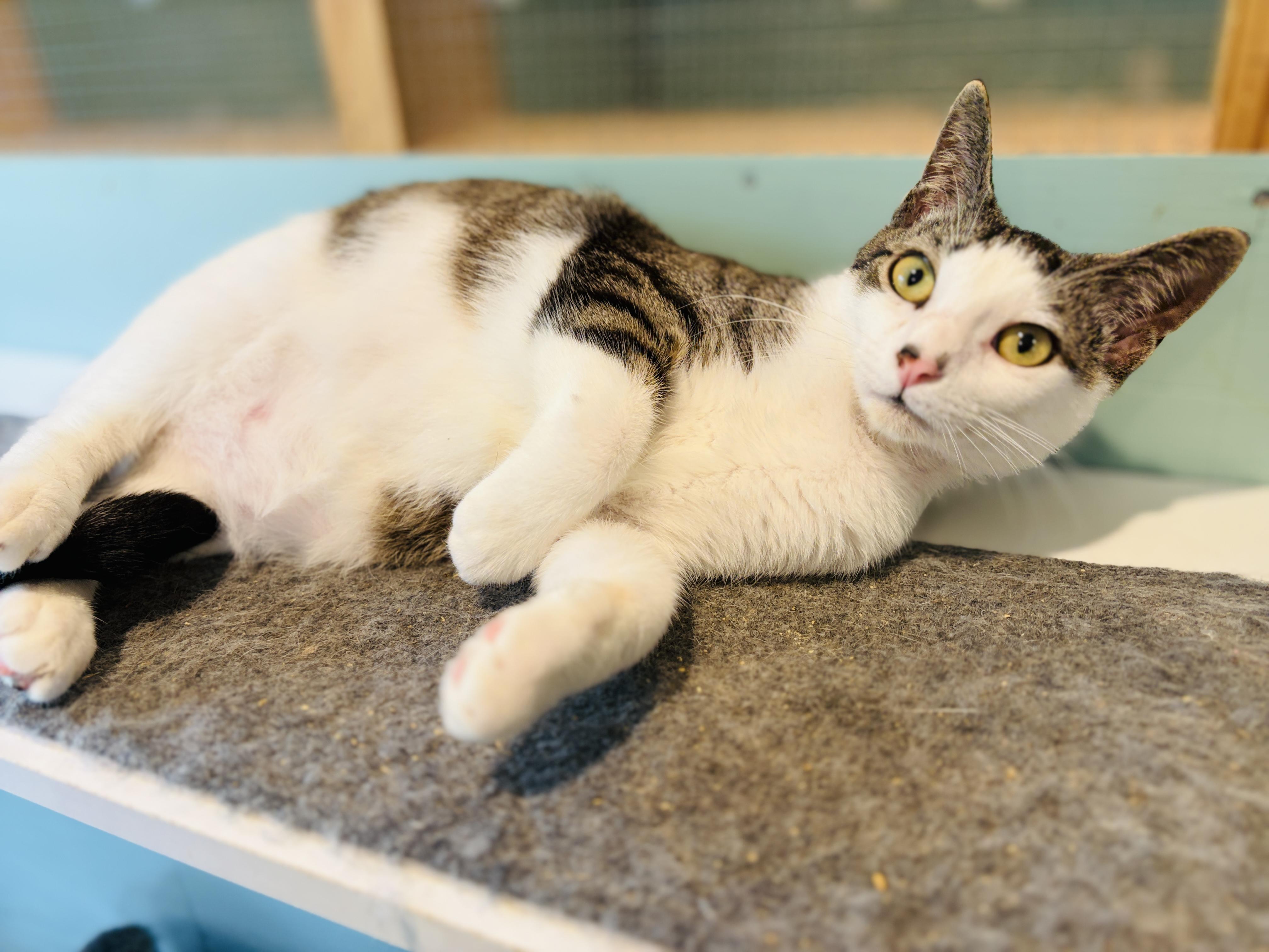 Enlarge Rumor, an adopted Domestic Short Hair in Rocky Hill, CT image 1/6