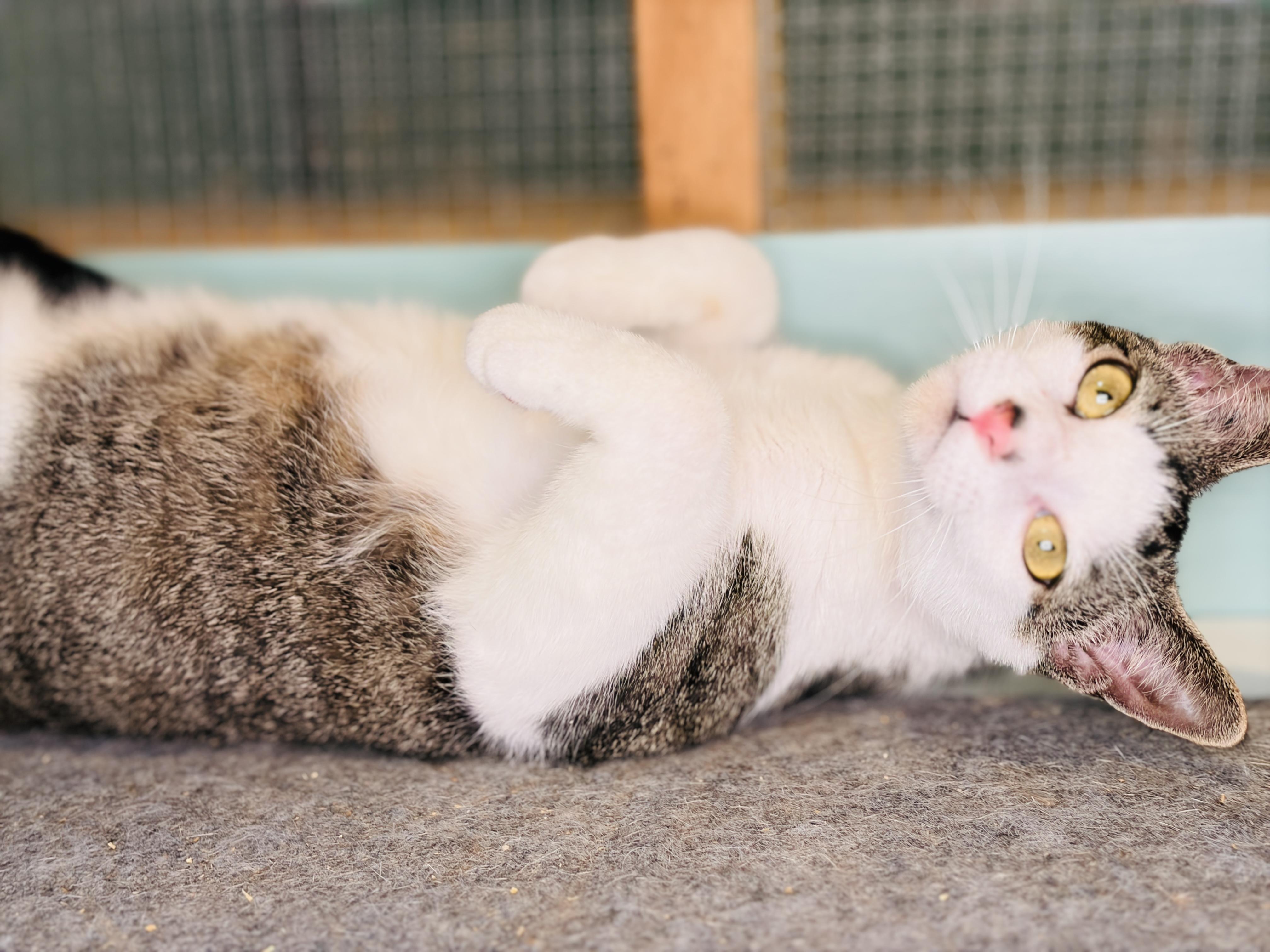 Enlarge Rumor, an adopted Domestic Short Hair in Rocky Hill, CT image 2/6