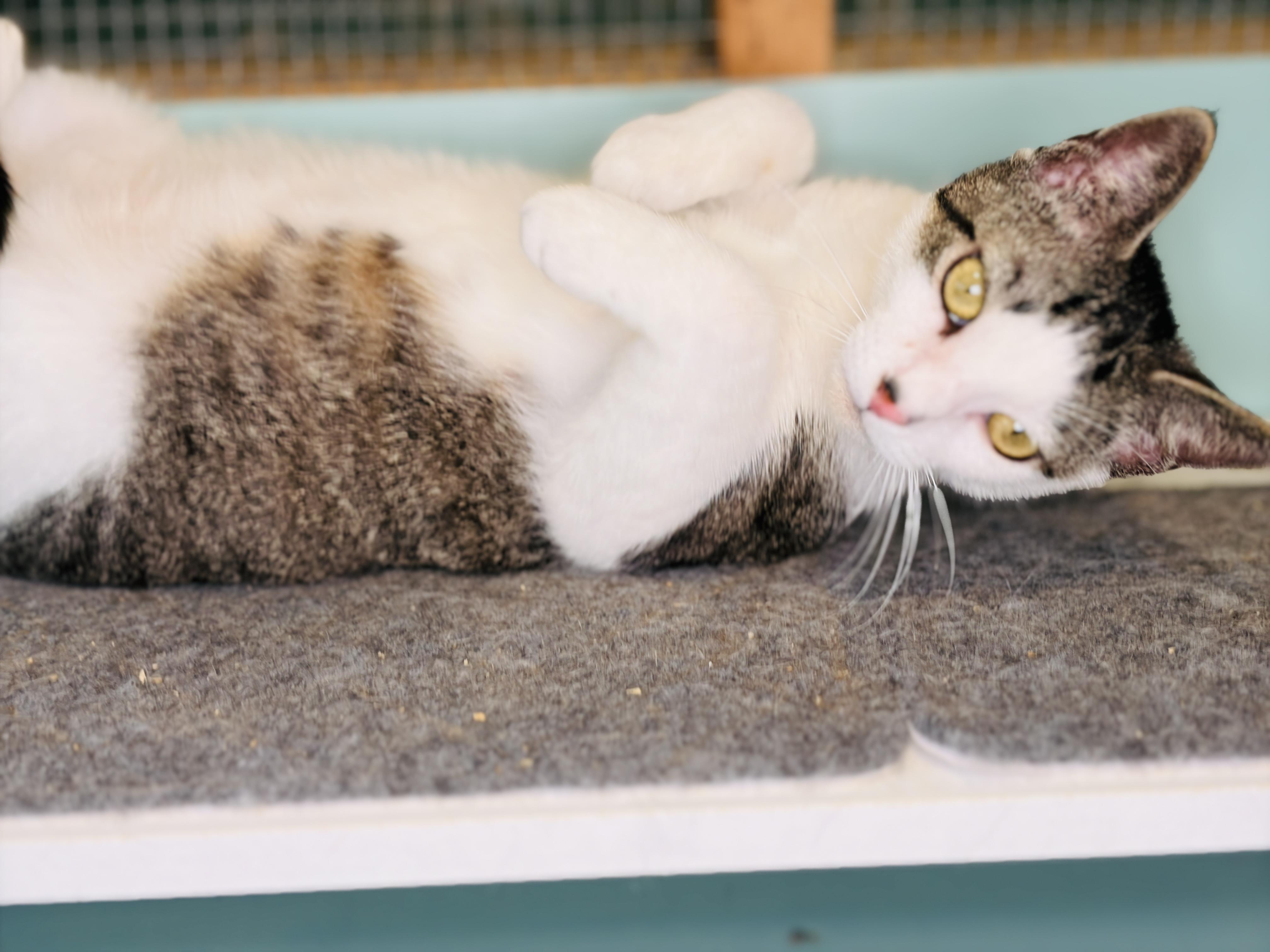 Enlarge Rumor, an adopted Domestic Short Hair in Rocky Hill, CT image 4/6