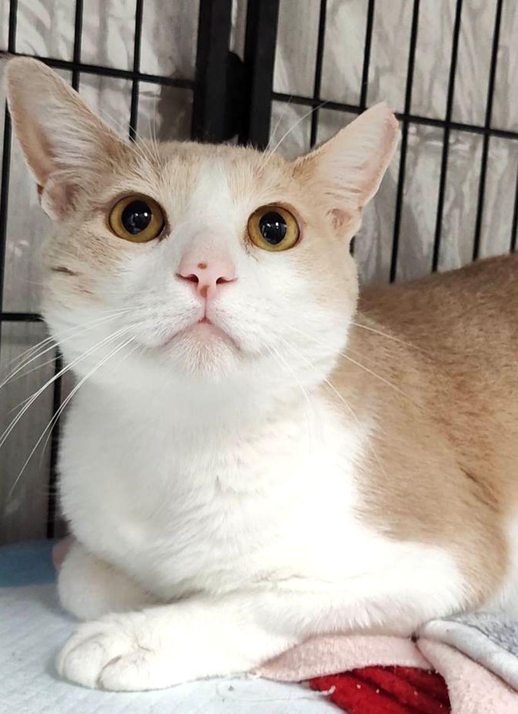 Sammy, Adoptable, Young Male Domestic Short Hair & Tabby.