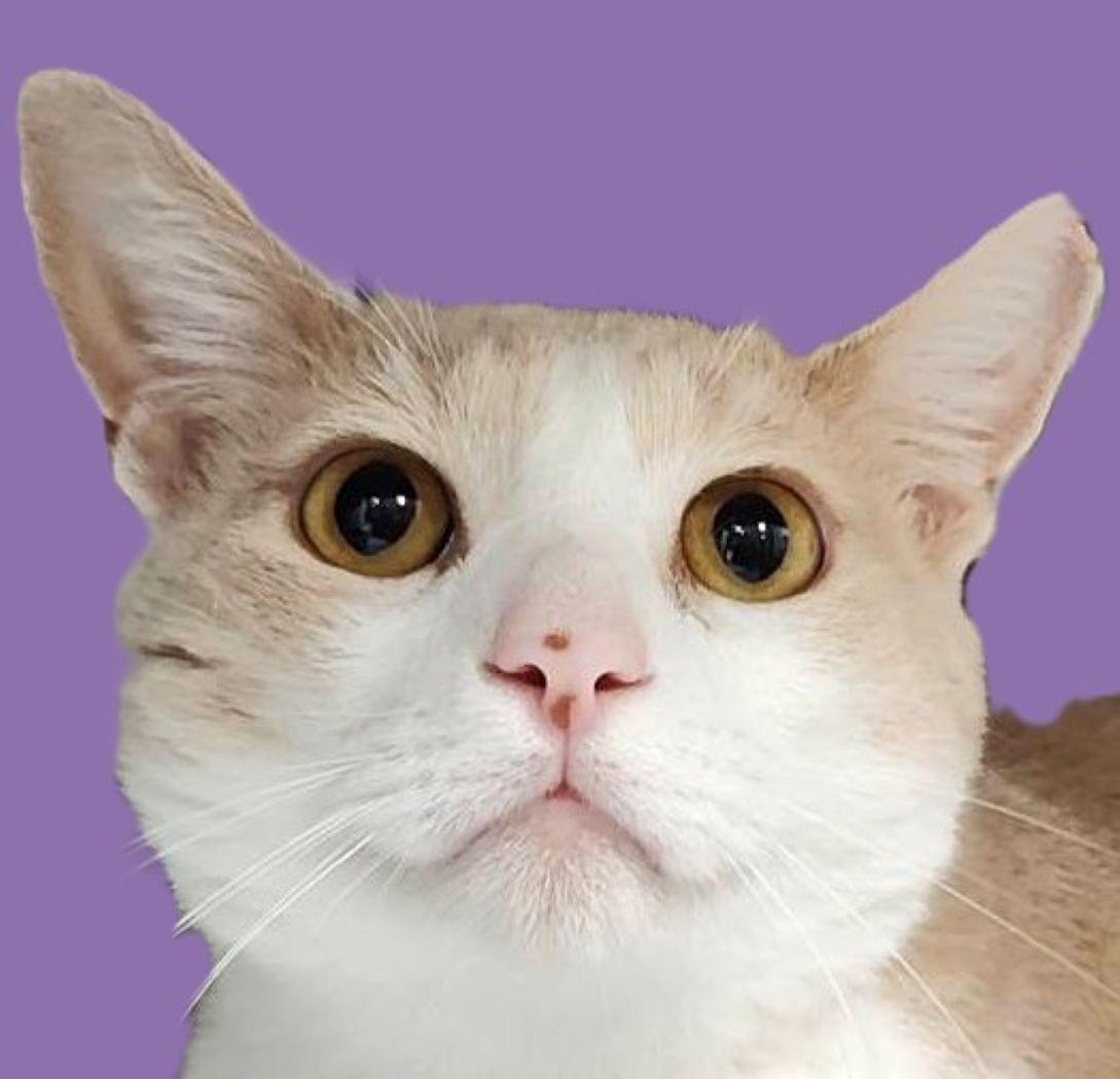 Sammy, a Adoptable mixed breed in Savannah, GA image 1/4