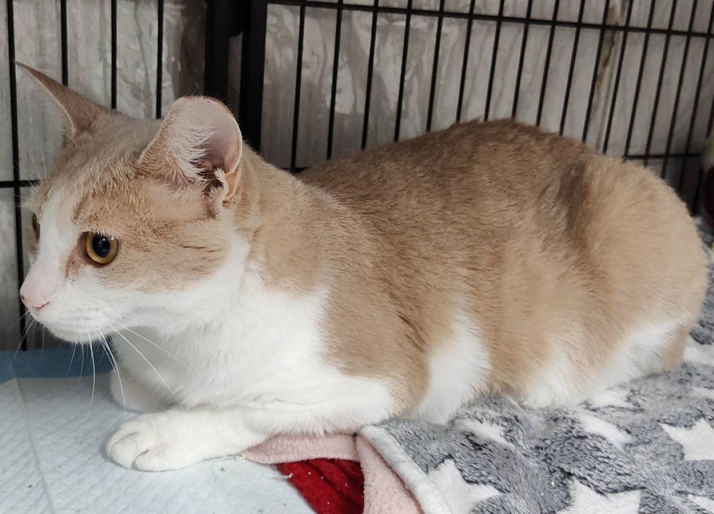 Sammy, a Adoptable mixed breed in Savannah, GA image 2/4