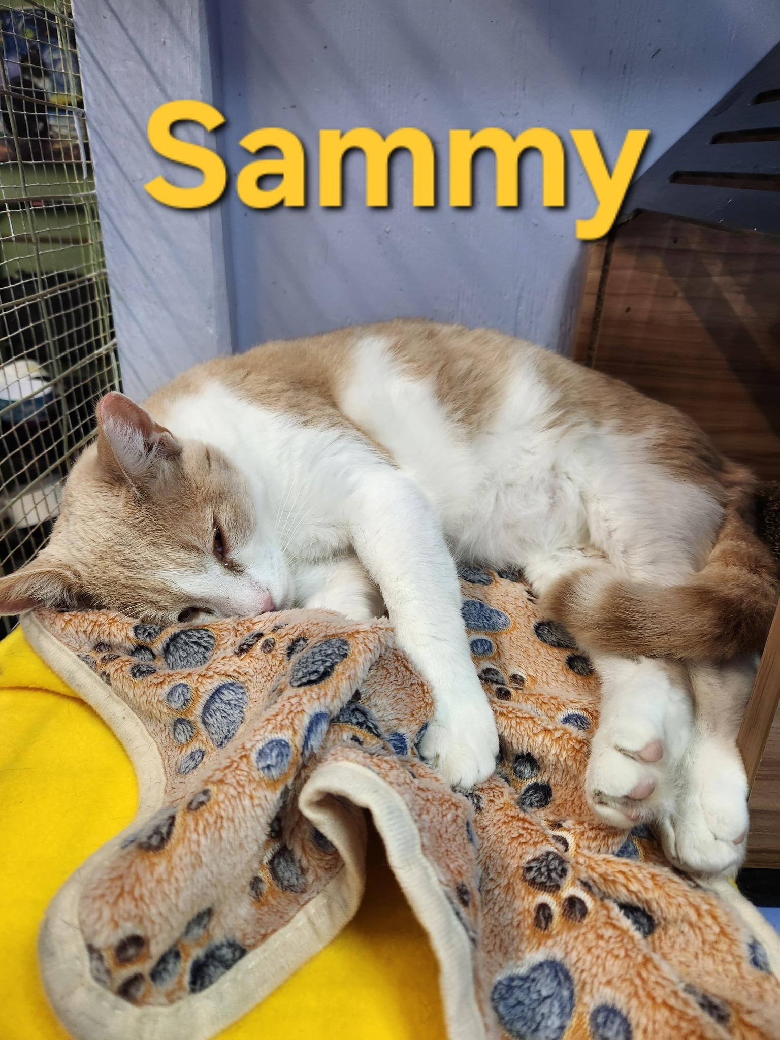 Sammy, a Adoptable mixed breed in Savannah, GA image 4/4
