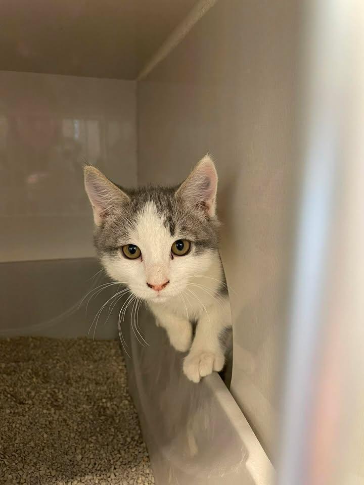 Spooner, Adoptable, Young Male Domestic Short Hair.