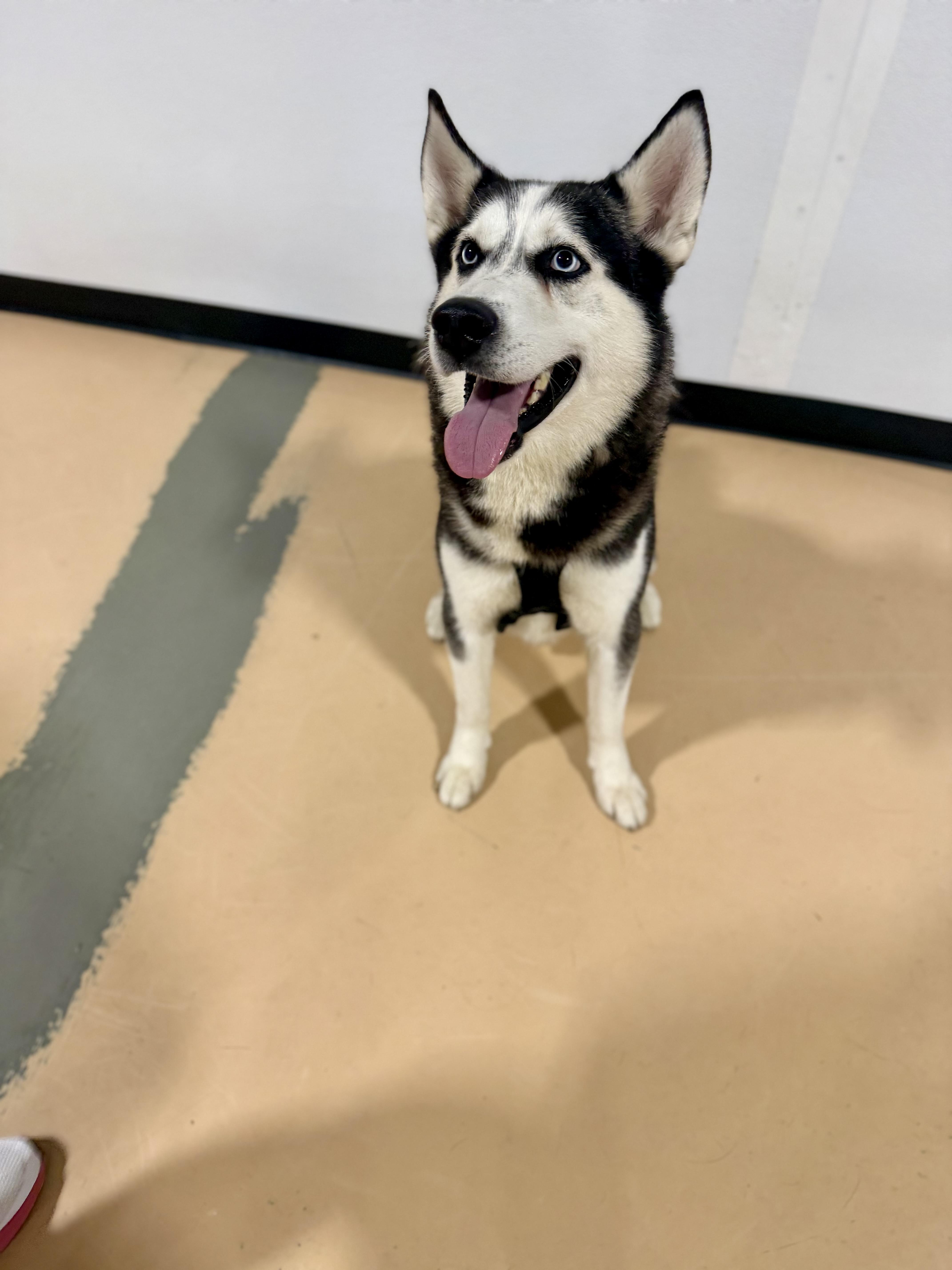 Enlarge Ghost - ADOPTION FEE SPONSORED, a Adoptable mixed breed in Pembroke, MA image 2/4