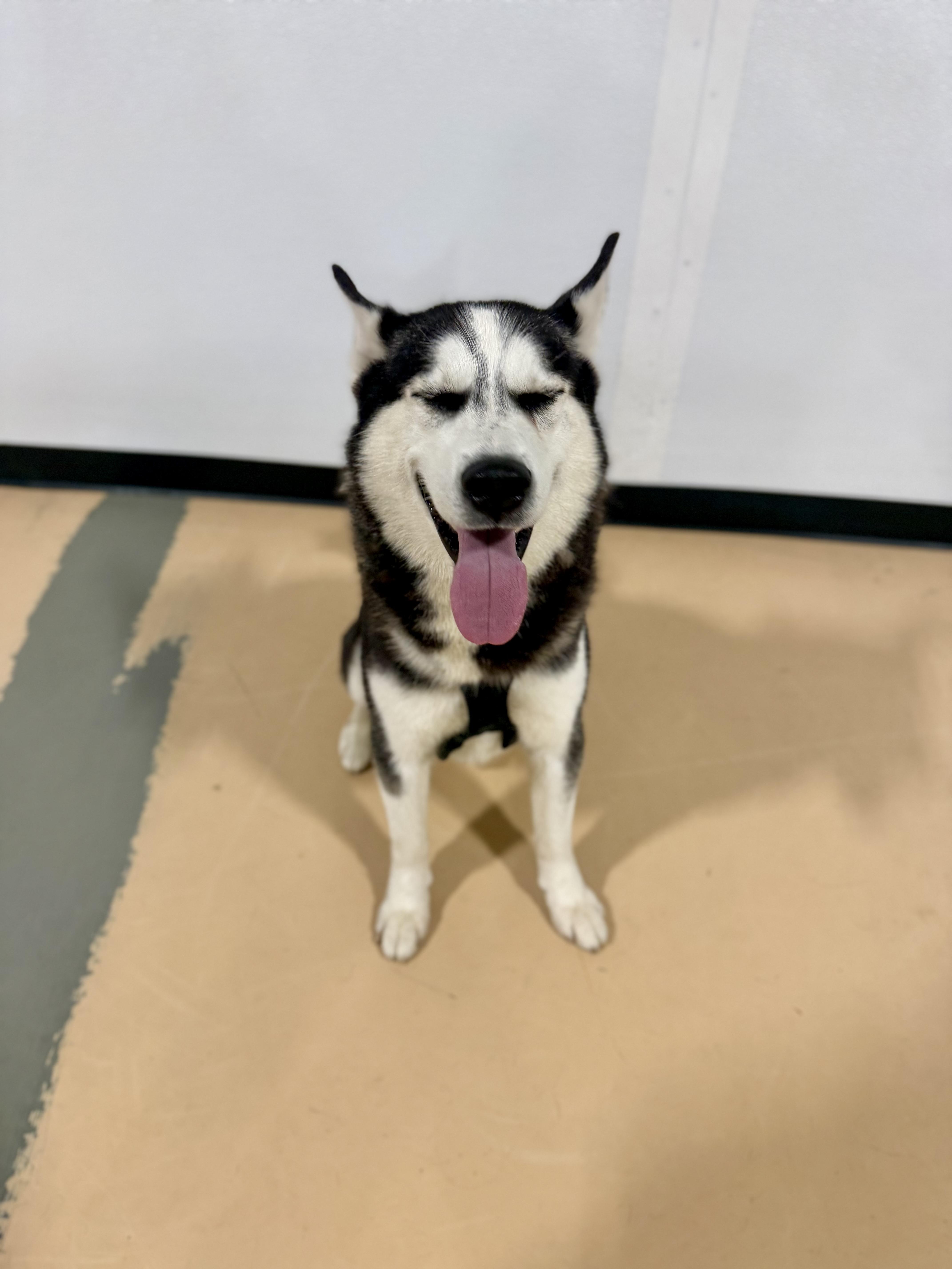 Enlarge Ghost - ADOPTION FEE SPONSORED, a Adoptable mixed breed in Pembroke, MA image 3/4