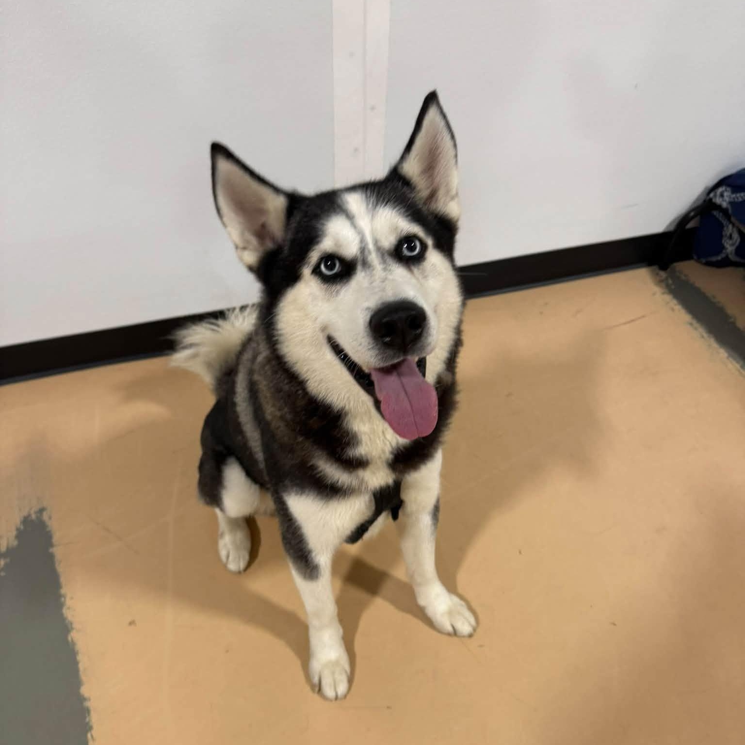Enlarge Ghost - ADOPTION FEE SPONSORED, a Adoptable mixed breed in Pembroke, MA image 1/4