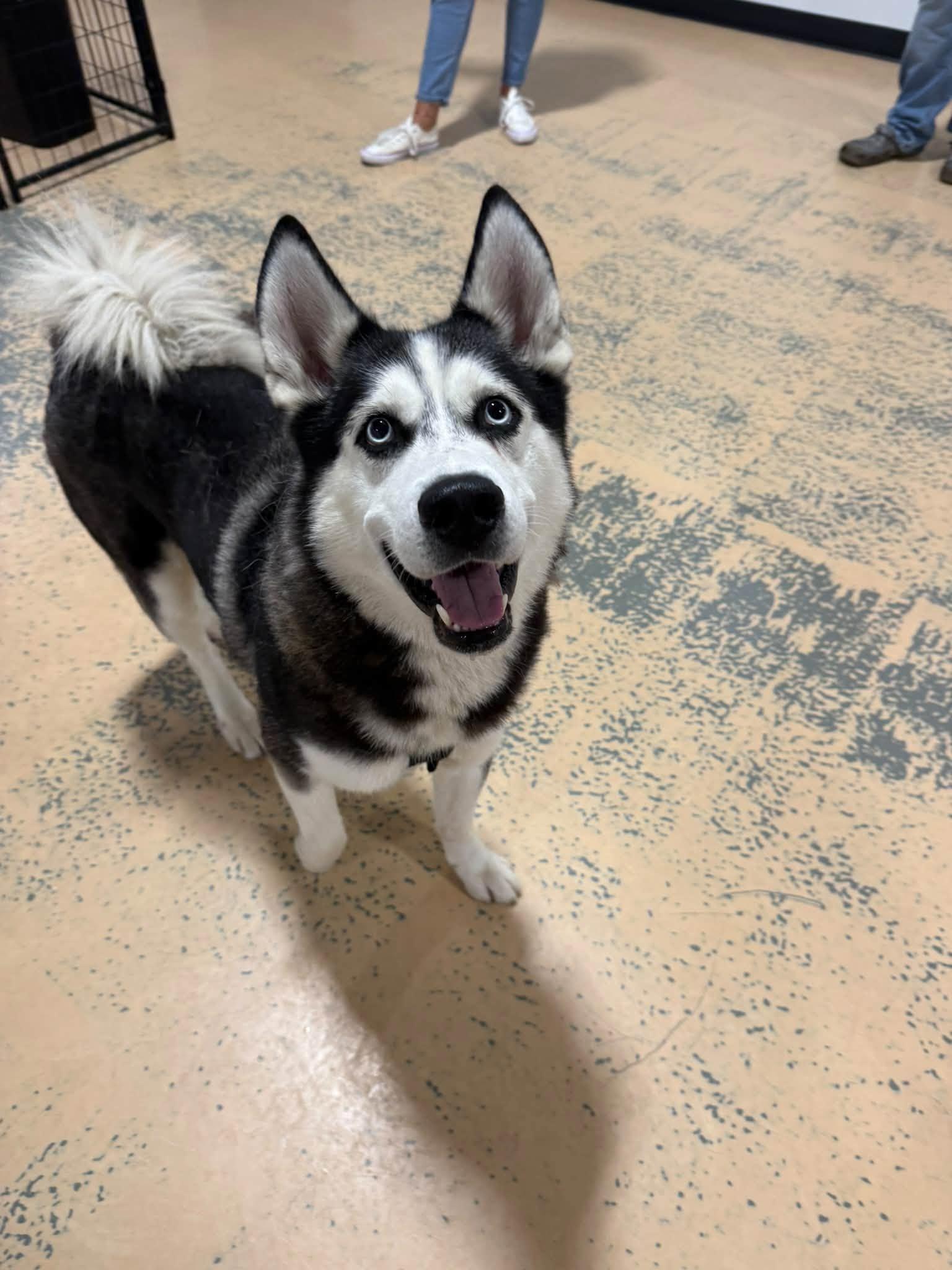 Enlarge Ghost - ADOPTION FEE SPONSORED, a Adoptable mixed breed in Pembroke, MA image 4/4