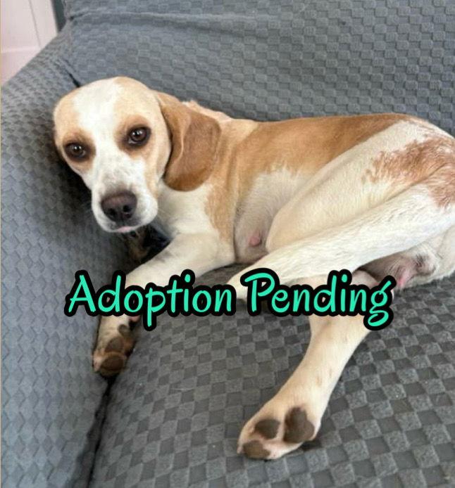 Paisley, a Adoptable Beagle in Dunnellon, FL image 1/3