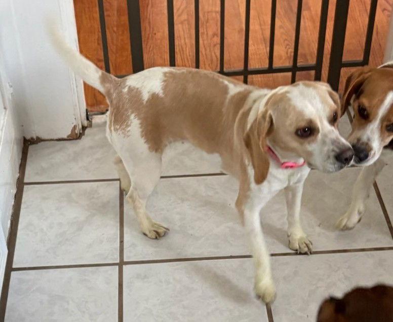 Paisley, a Adoptable Beagle in Dunnellon, FL image 2/3