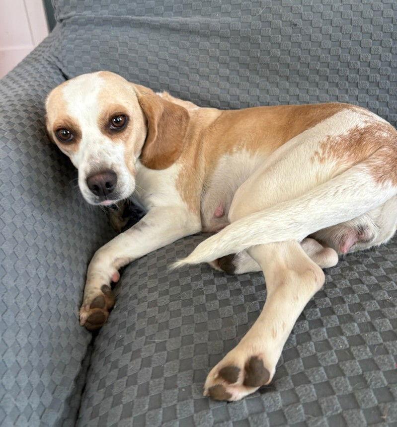 Paisley, a Adoptable Beagle in Dunnellon, FL image 3/3