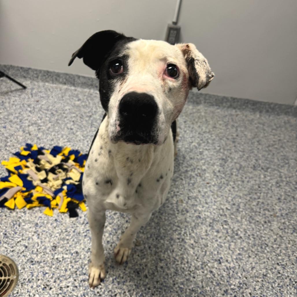 Domino, Adoptable, Senior Male Great Dane.