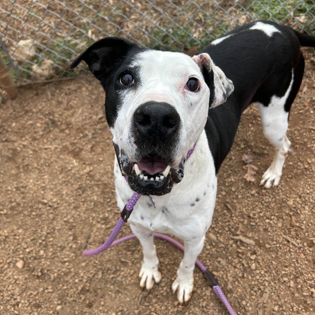 Domino, a Adoptable mixed breed in Greenville, SC image 2/6
