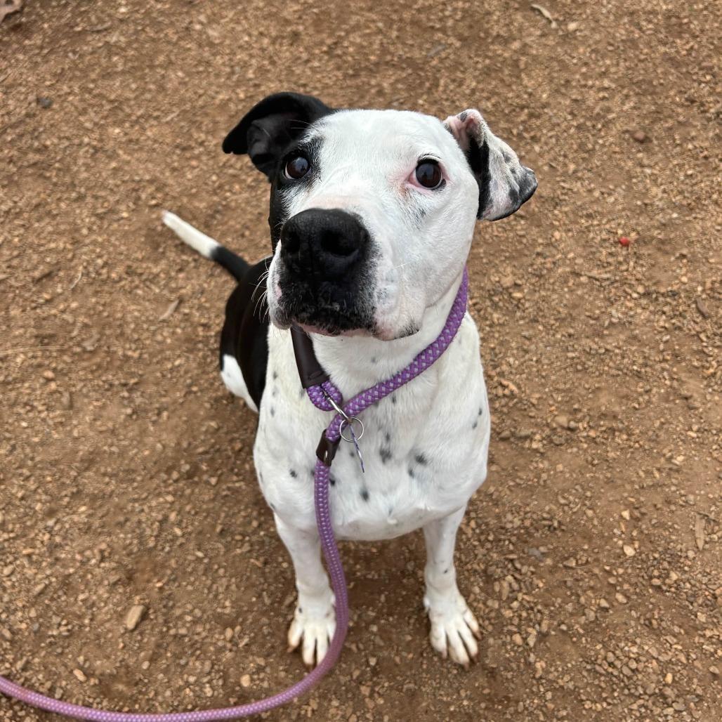 Domino, a Adoptable mixed breed in Greenville, SC image 3/6