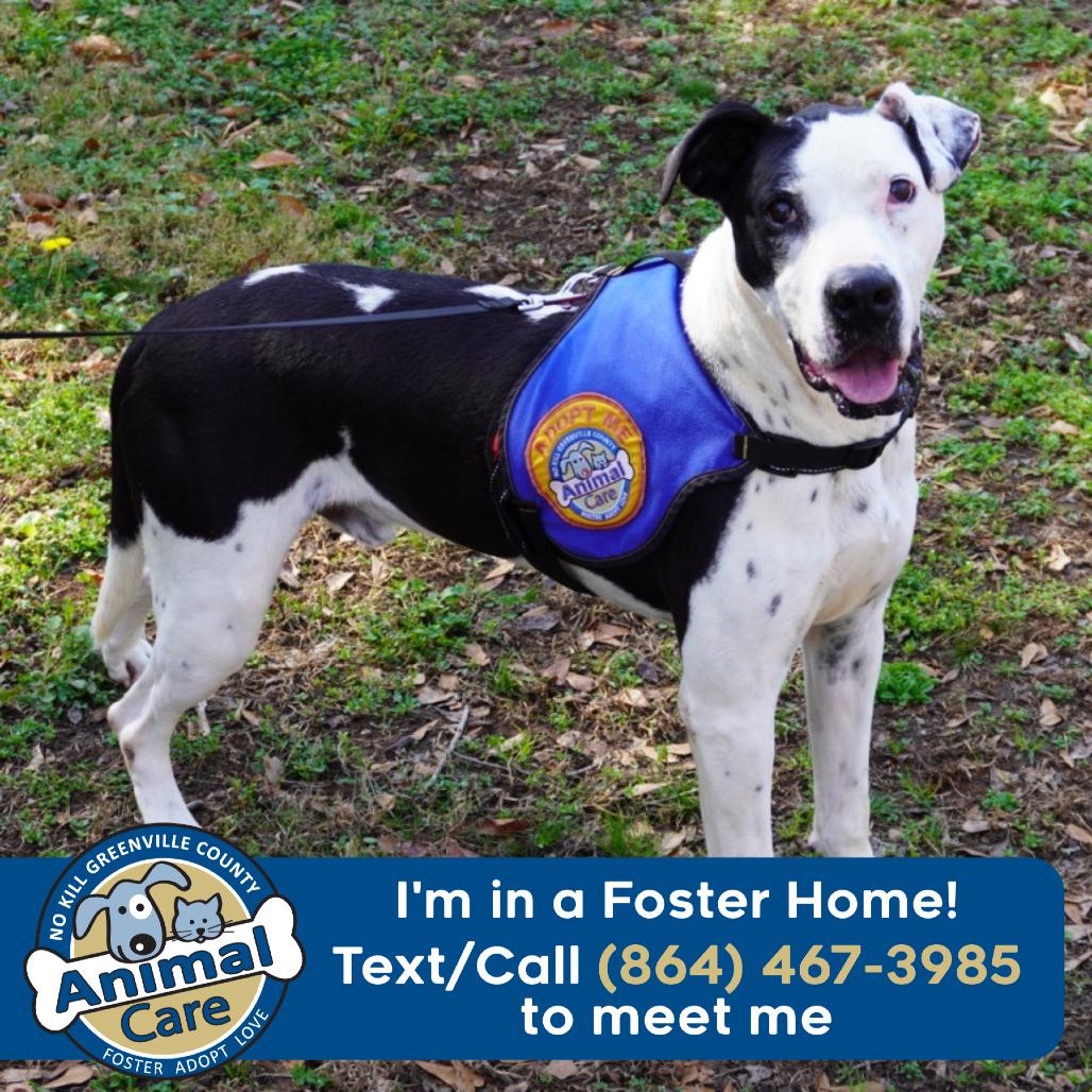 Enlarge Domino, a Adoptable mixed breed in Greenville, SC image 6/6