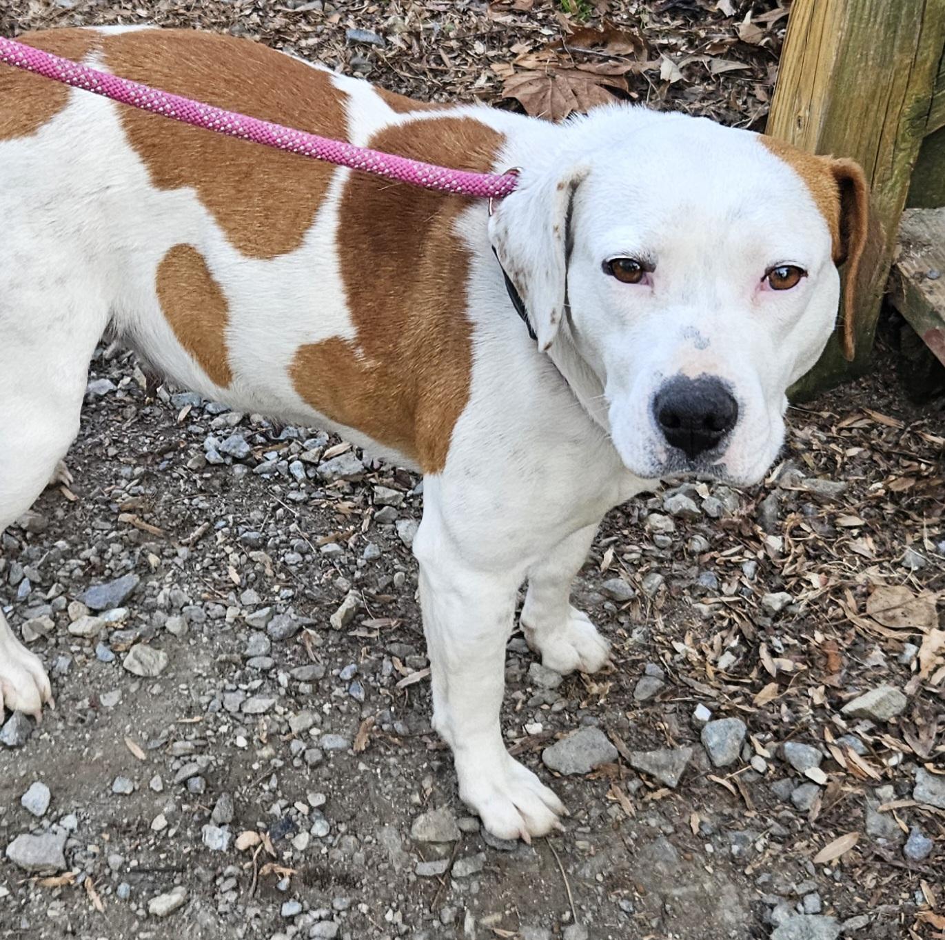 Enlarge Faye, a ADOPTABLE mixed breed in Heathsville, VA image 2/4