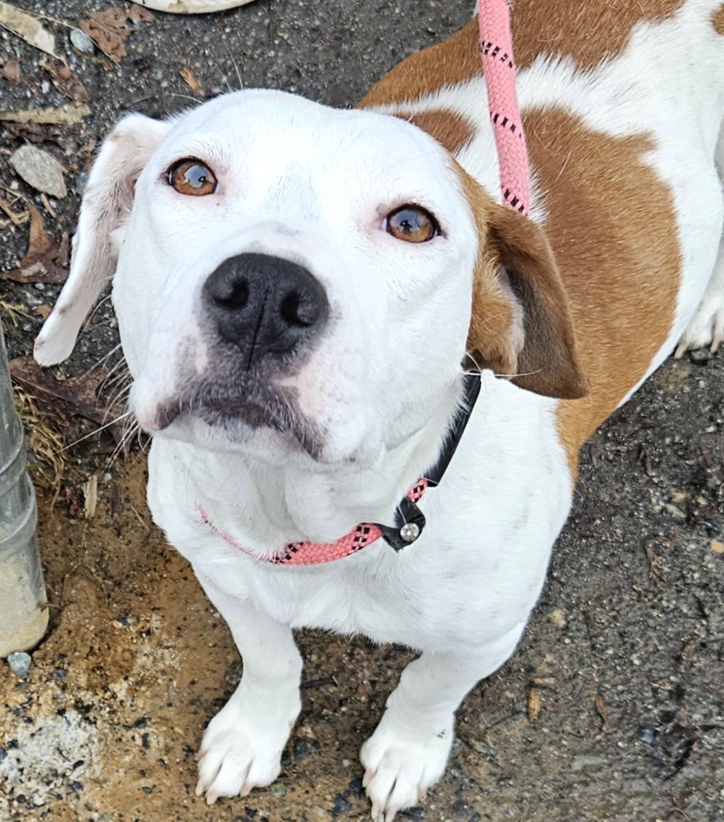 Faye, ADOPTABLE, Adult Female Beagle & Pit Bull Terrier.