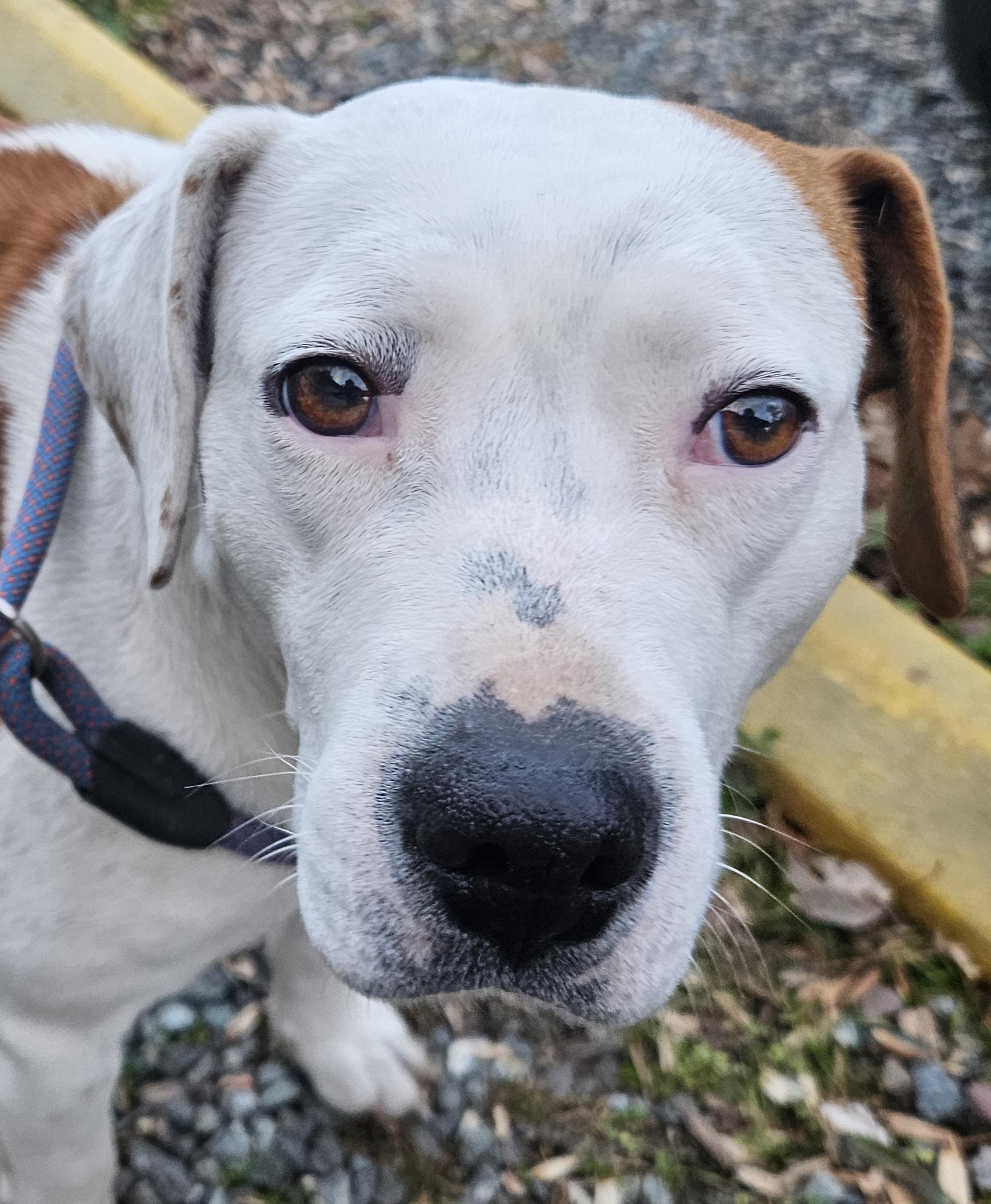 Enlarge Faye, a ADOPTABLE mixed breed in Heathsville, VA image 3/4