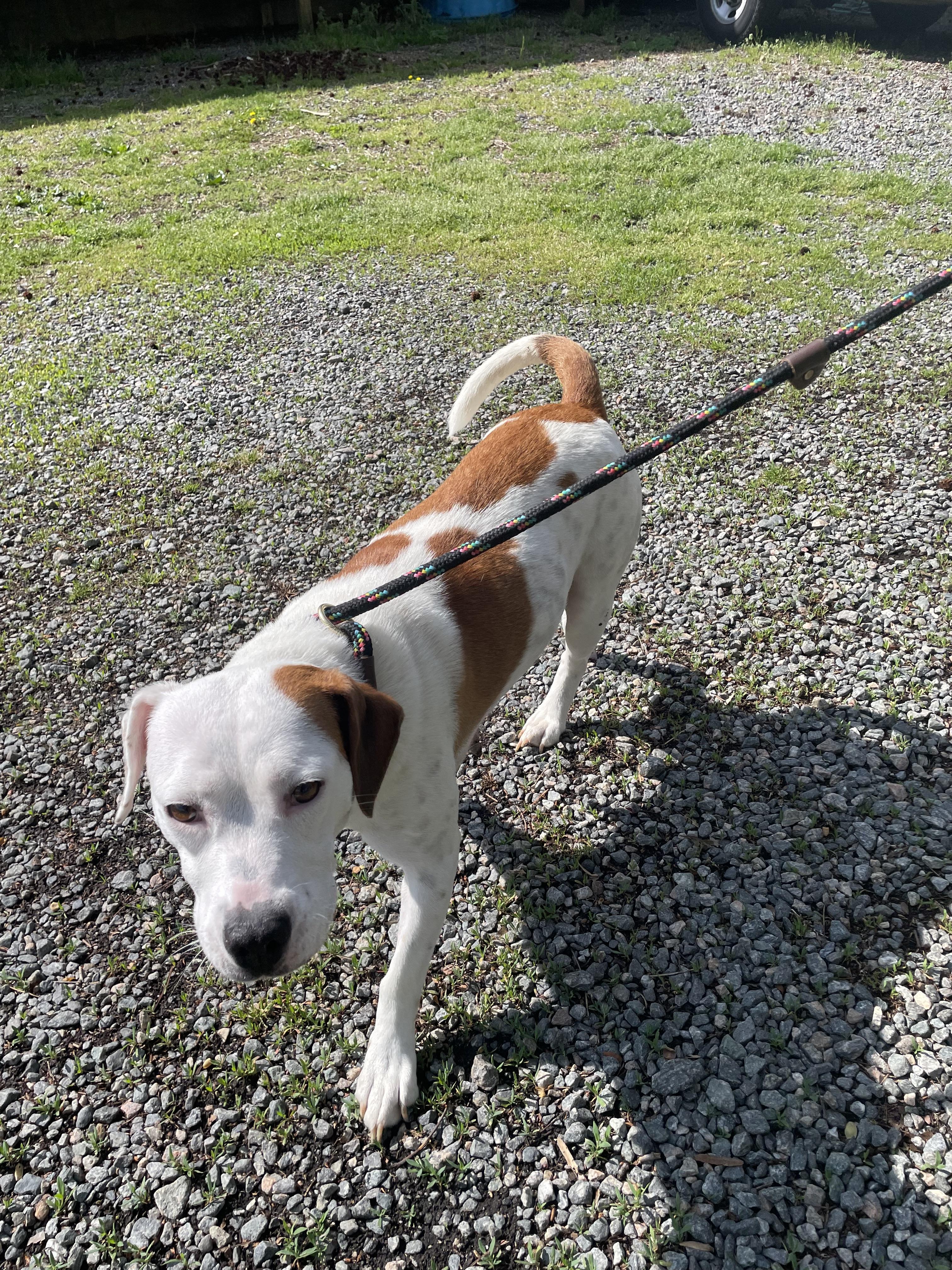 Enlarge Faye, a ADOPTABLE mixed breed in Heathsville, VA image 4/4