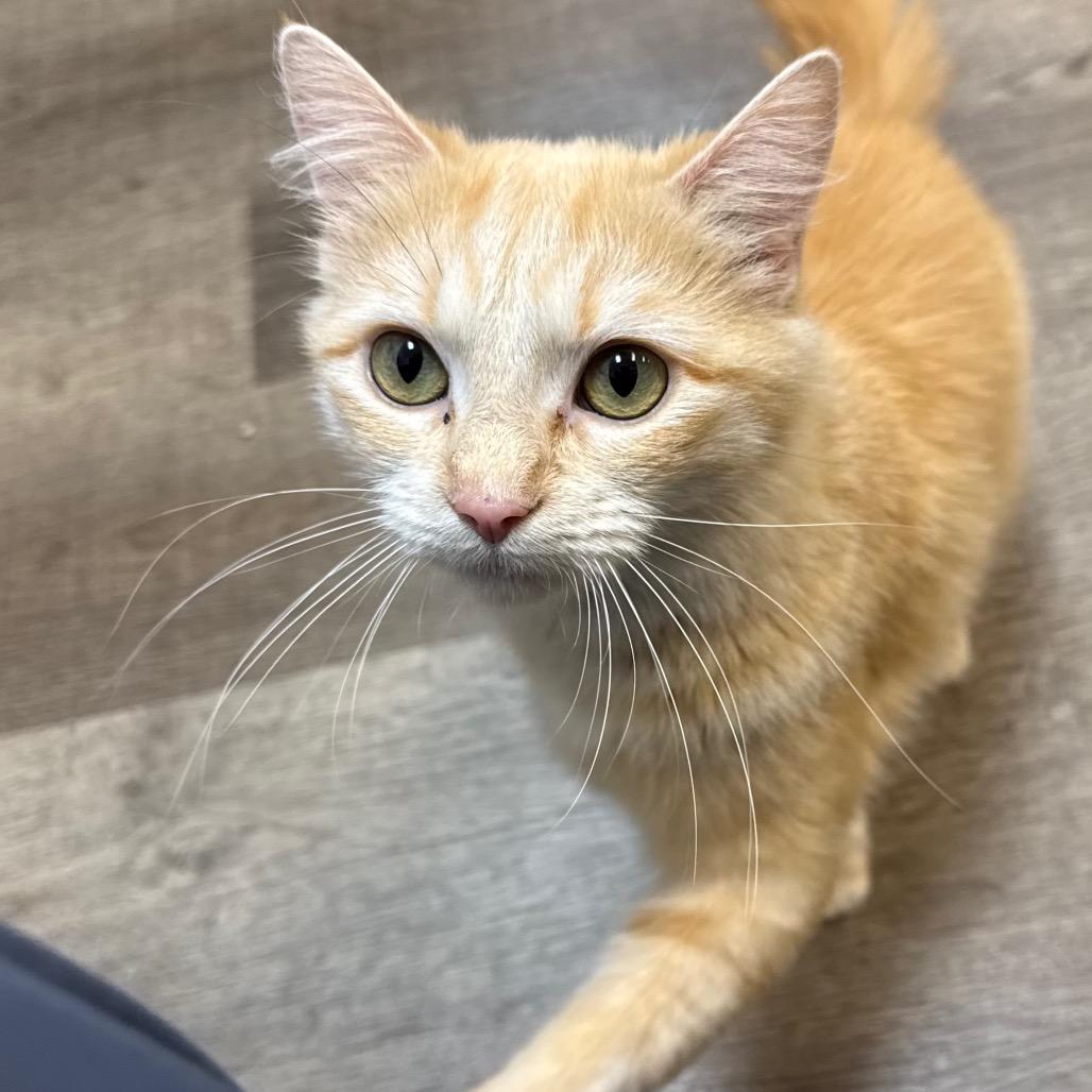 Enlarge Leafa, a Adoptable Domestic Medium Hair in Port Angeles, WA image 1/6