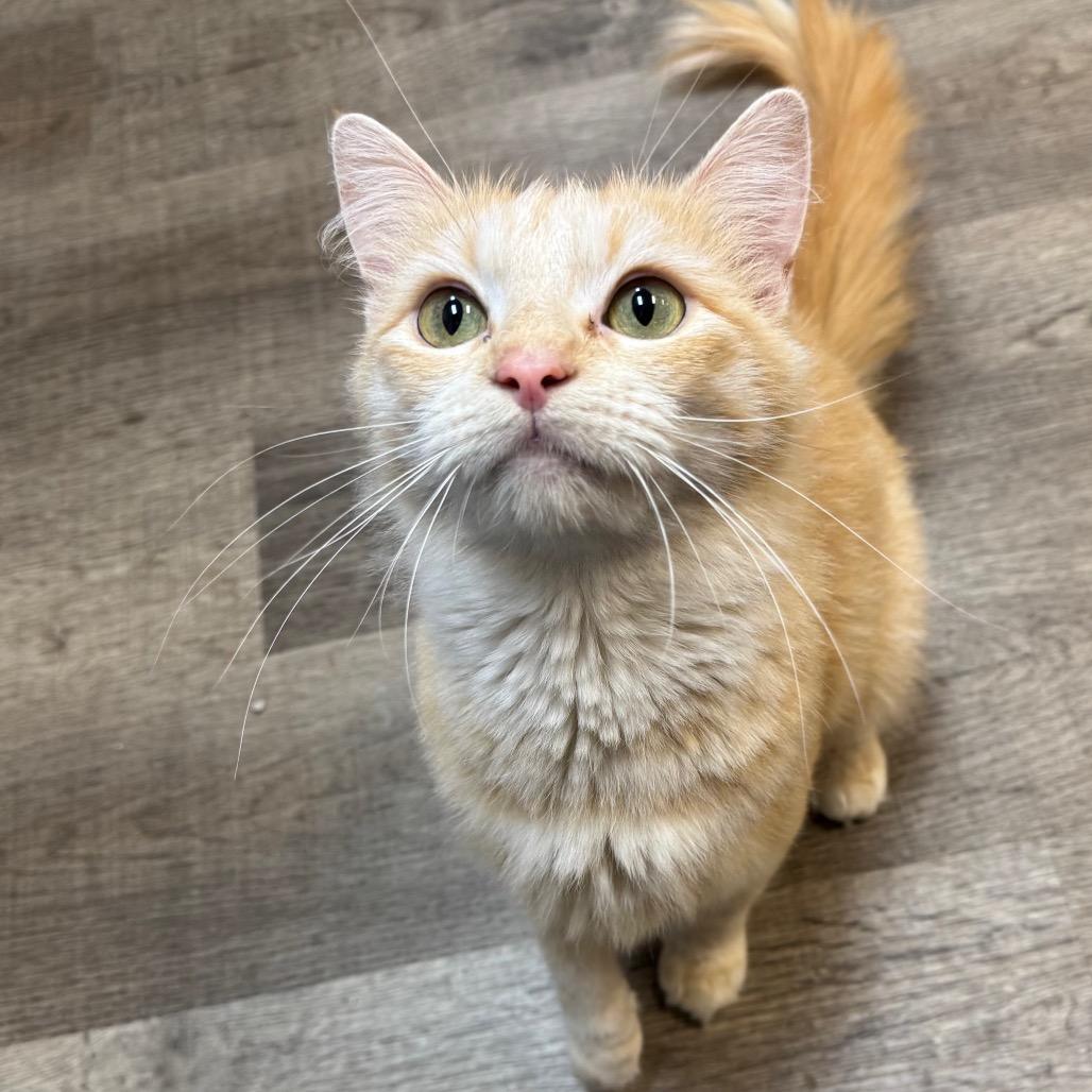 Enlarge Leafa, a Adoptable Domestic Medium Hair in Port Angeles, WA image 2/6
