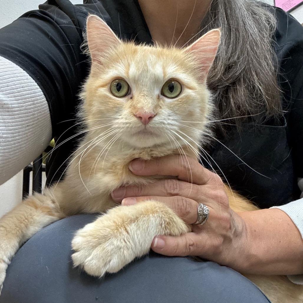 Enlarge Leafa, a Adoptable Domestic Medium Hair in Port Angeles, WA image 3/6