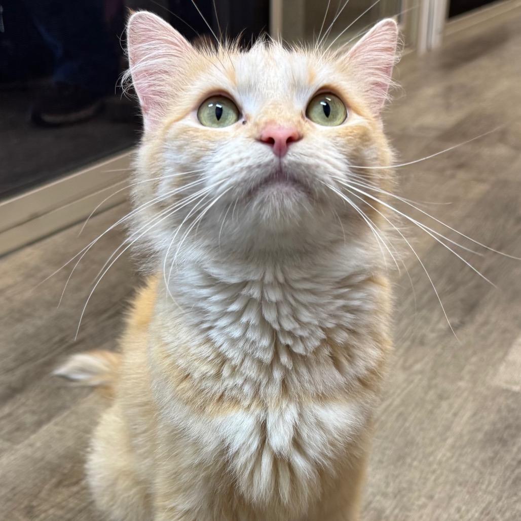 Enlarge Leafa, a Adoptable Domestic Medium Hair in Port Angeles, WA image 4/6
