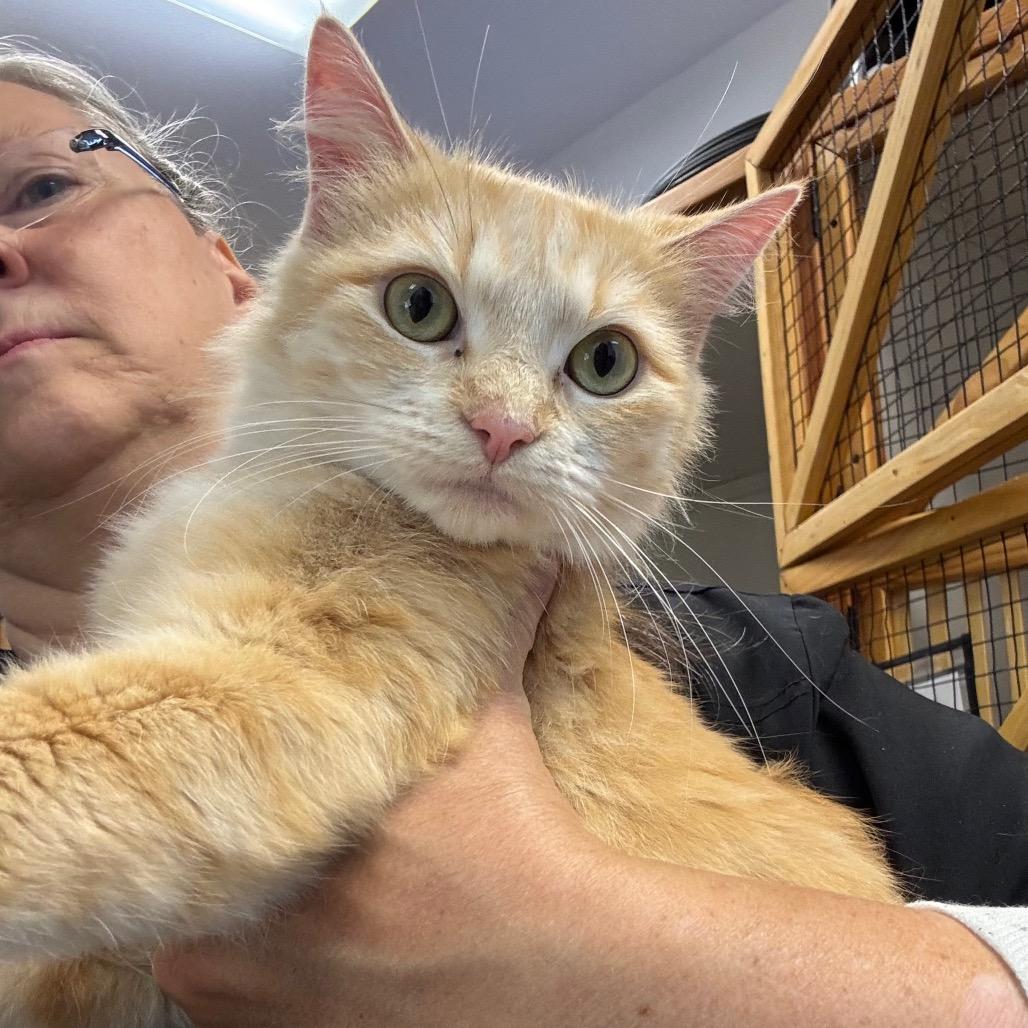 Enlarge Leafa, a Adoptable Domestic Medium Hair in Port Angeles, WA image 5/6