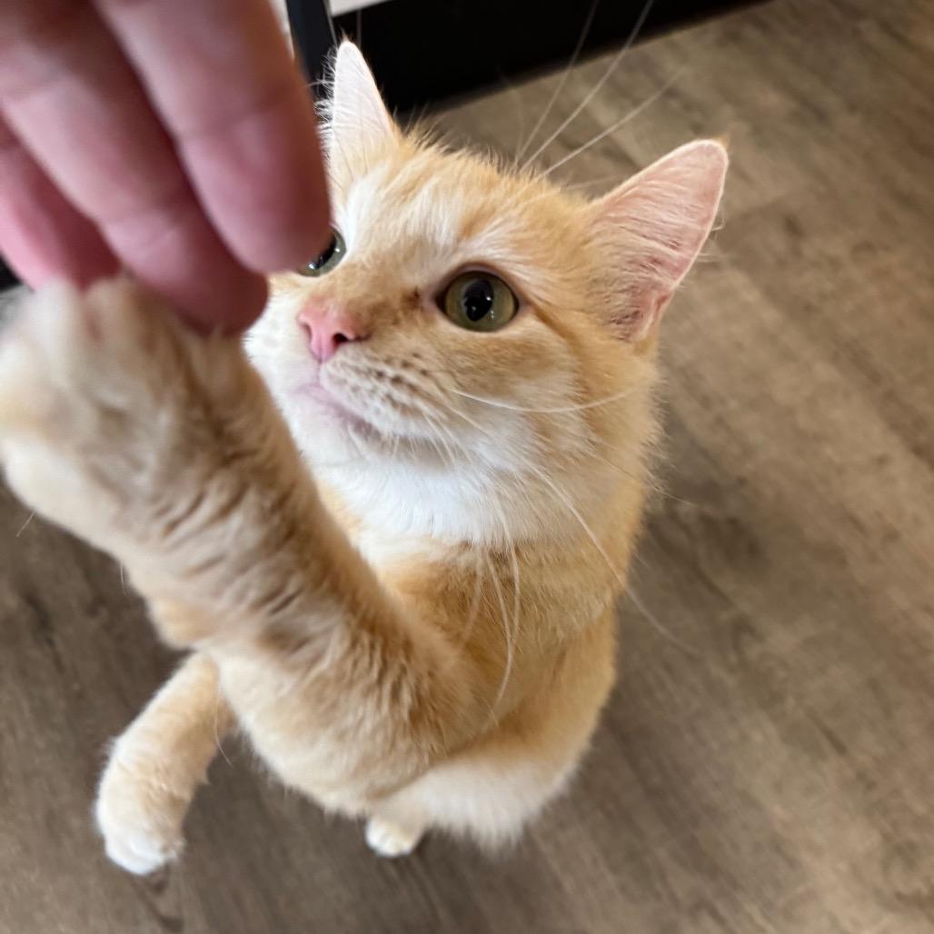 Enlarge Leafa, a Adoptable Domestic Medium Hair in Port Angeles, WA image 6/6