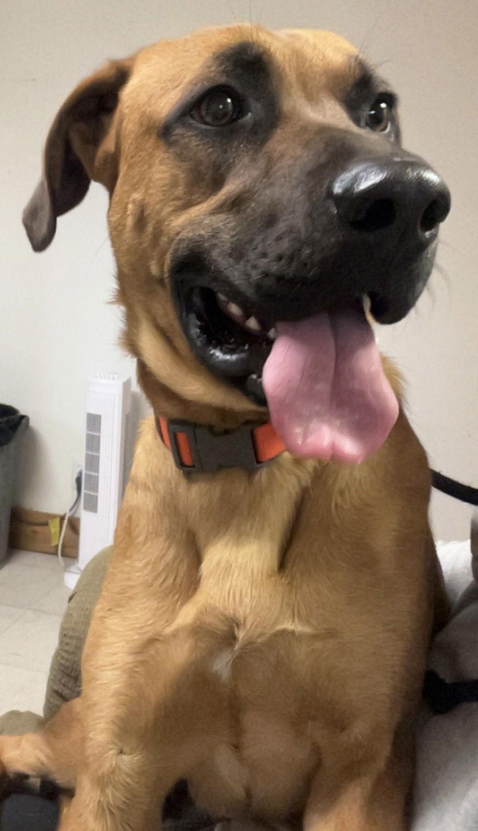 Enlarge Pugsley, a Adoptable mixed breed in Webster, WI image 1/3