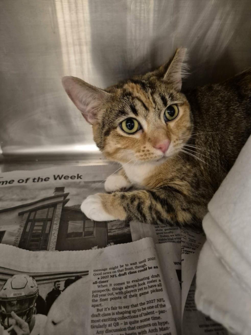 REESES, Adoptable, Adult Female Domestic Short Hair.