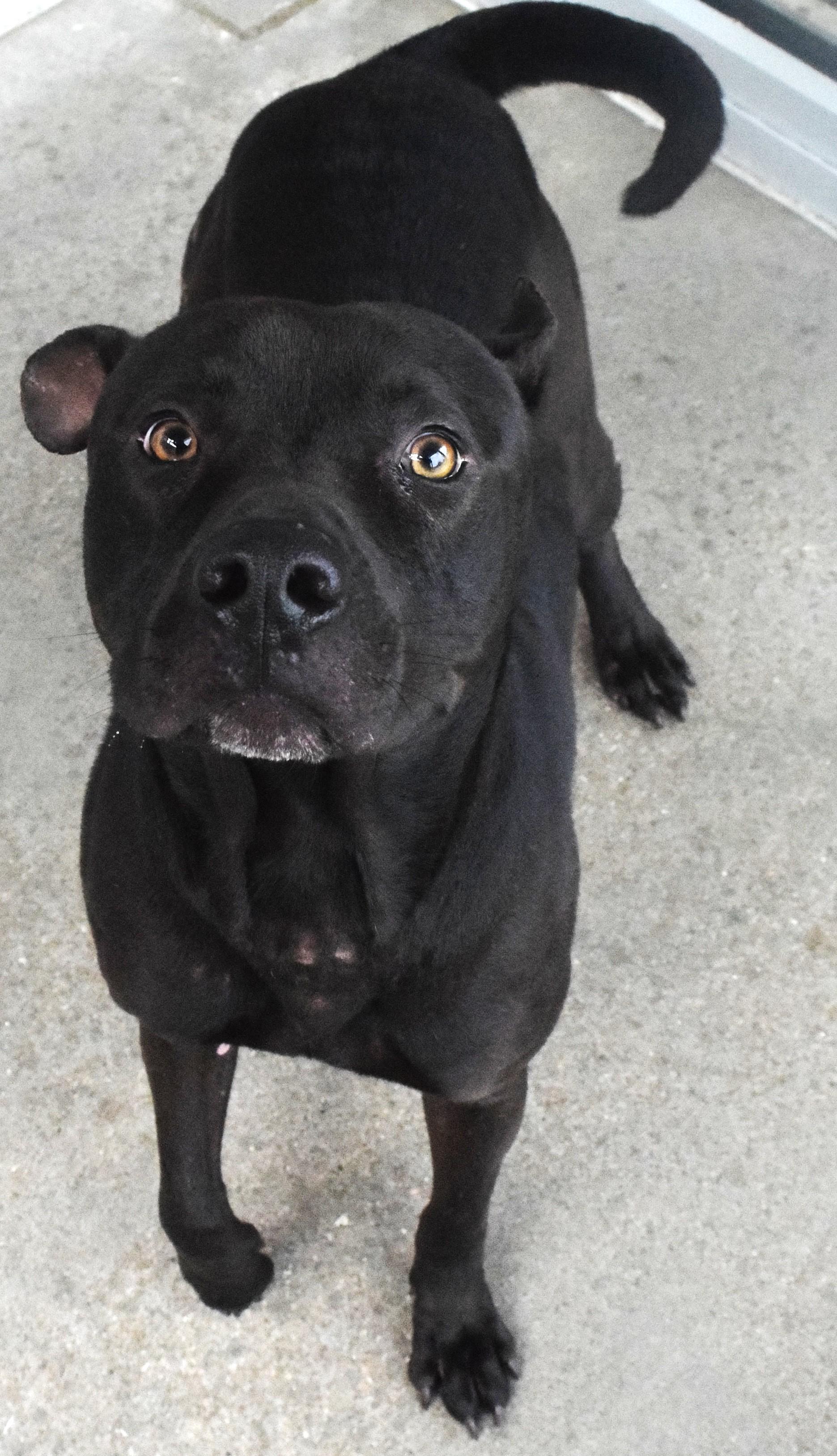 #22090, ADOPTABLE, Adult Male Pit Bull Terrier.