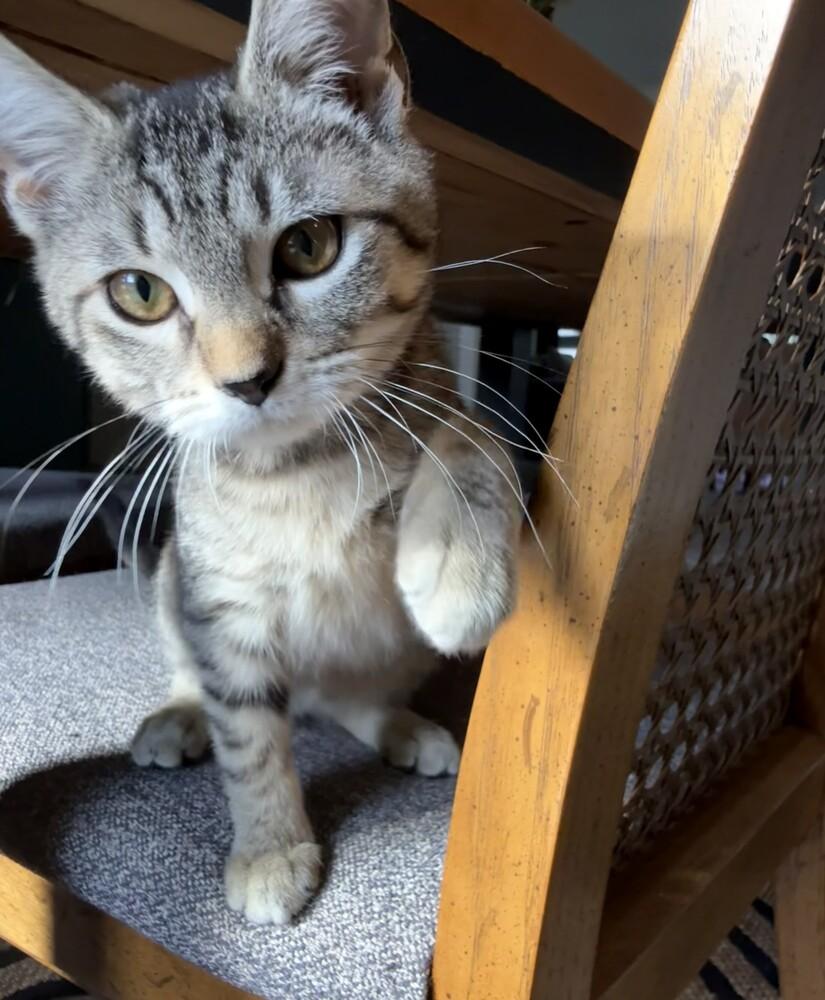 Chloe, Adoptable, Kitten Female Tabby & Domestic Short Hair.