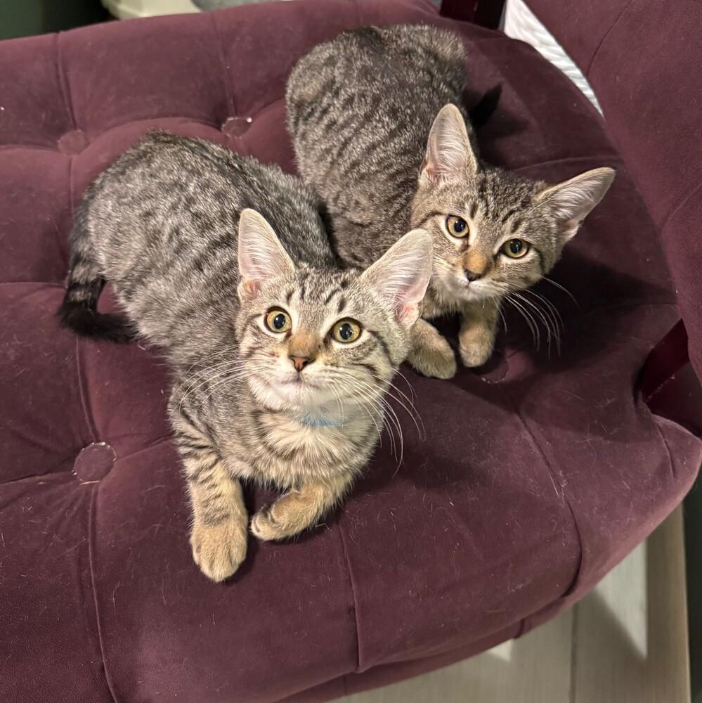 Enlarge Chloe, a Adoptable mixed breed in Richardson, TX image 2/6