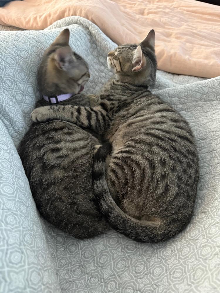 Chloe, Adoptable, Kitten Female Tabby & Domestic Short Hair.