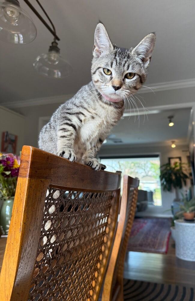 Chloe, Adoptable, Kitten Female Tabby & Domestic Short Hair.