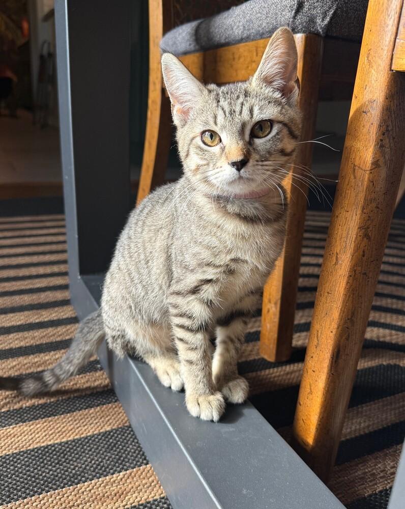 Enlarge Chloe, a Adoptable mixed breed in Richardson, TX image 4/6