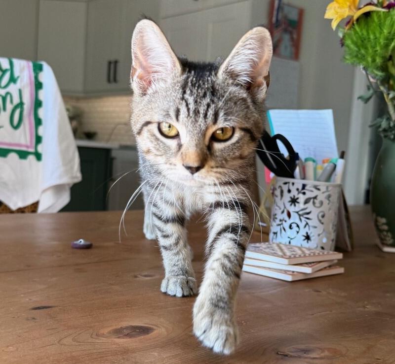 Enlarge Chloe, a Adoptable mixed breed in Richardson, TX image 5/6