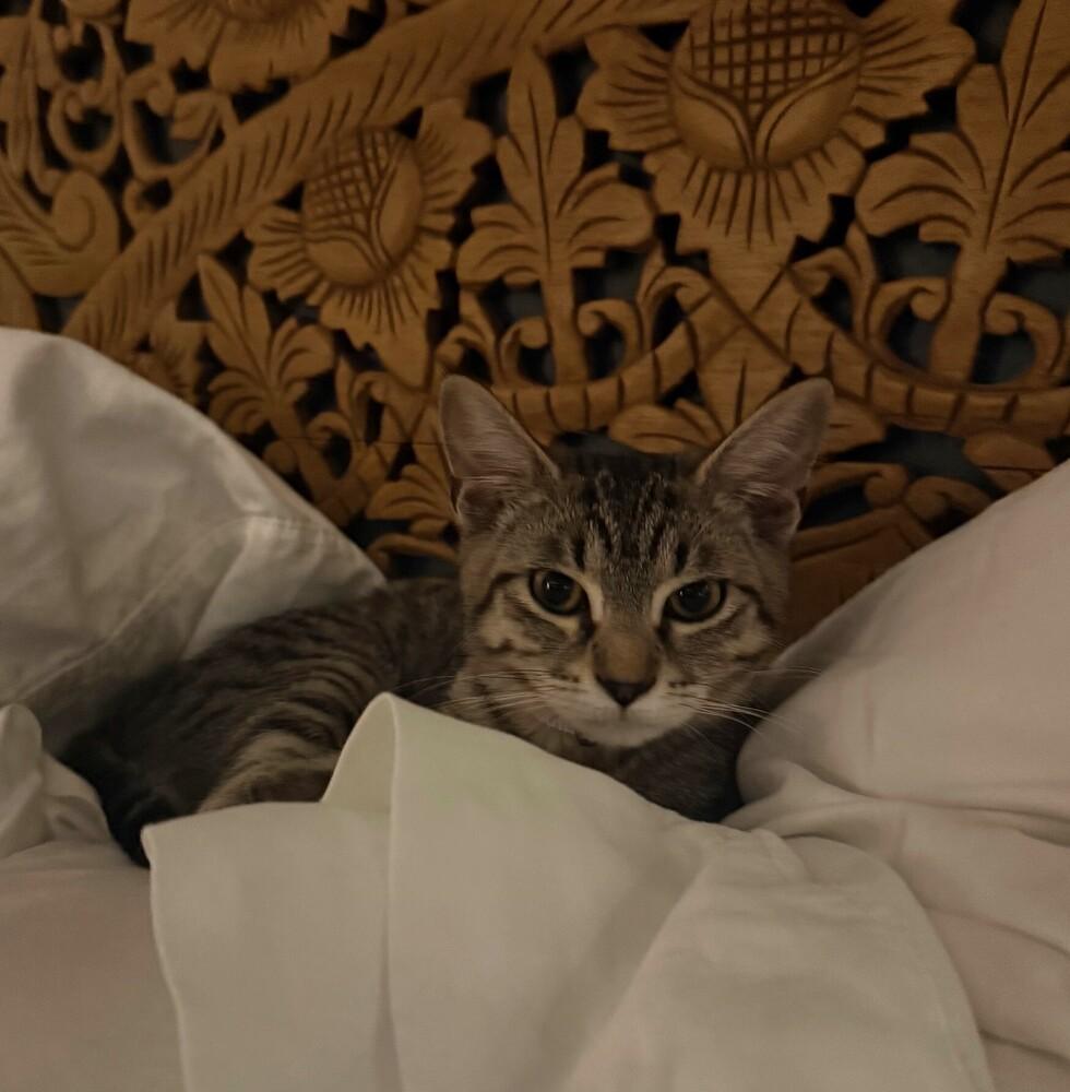 Enlarge Chloe, a Adoptable mixed breed in Richardson, TX image 6/6