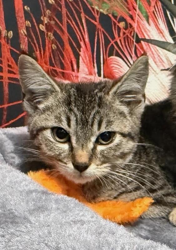 Enlarge Chloe, a Adoptable mixed breed in Richardson, TX image 6/6