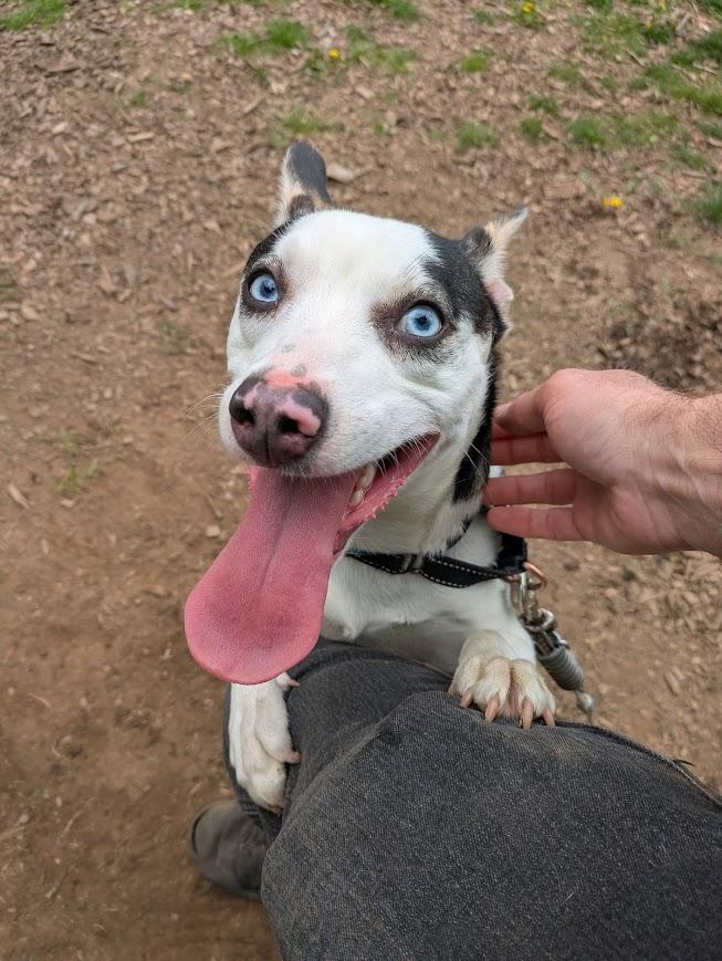 Oswald, Adoptable, Young Male Chihuahua & Husky.