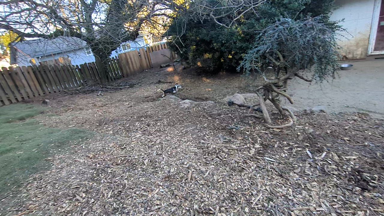 Enlarge Oswald, a Adoptable mixed breed in Tigard, OR video 2/3