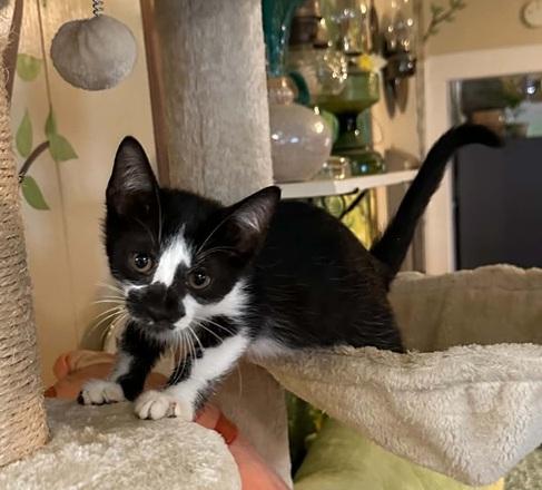 Enlarge Bear, a ADOPTABLE Domestic Short Hair in Waxahachie, TX image 2/3