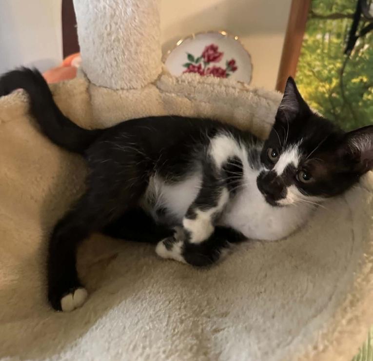 Bear, ADOPTABLE, Kitten Male Domestic Short Hair.