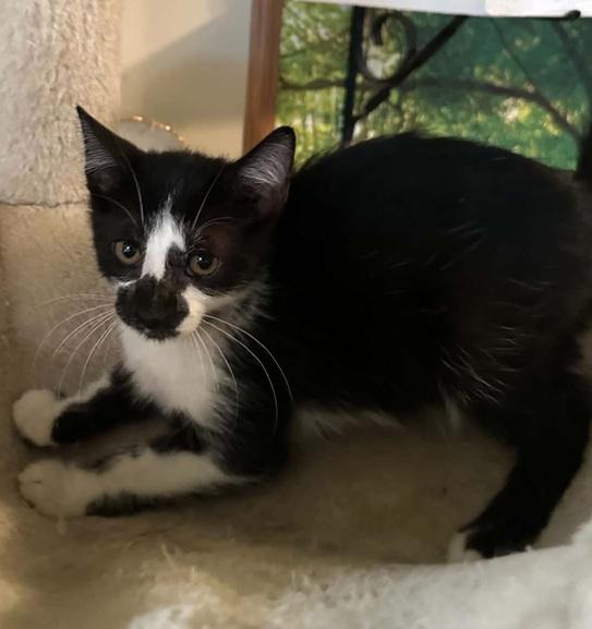 Enlarge Bear, a ADOPTABLE Domestic Short Hair in Waxahachie, TX image 3/3