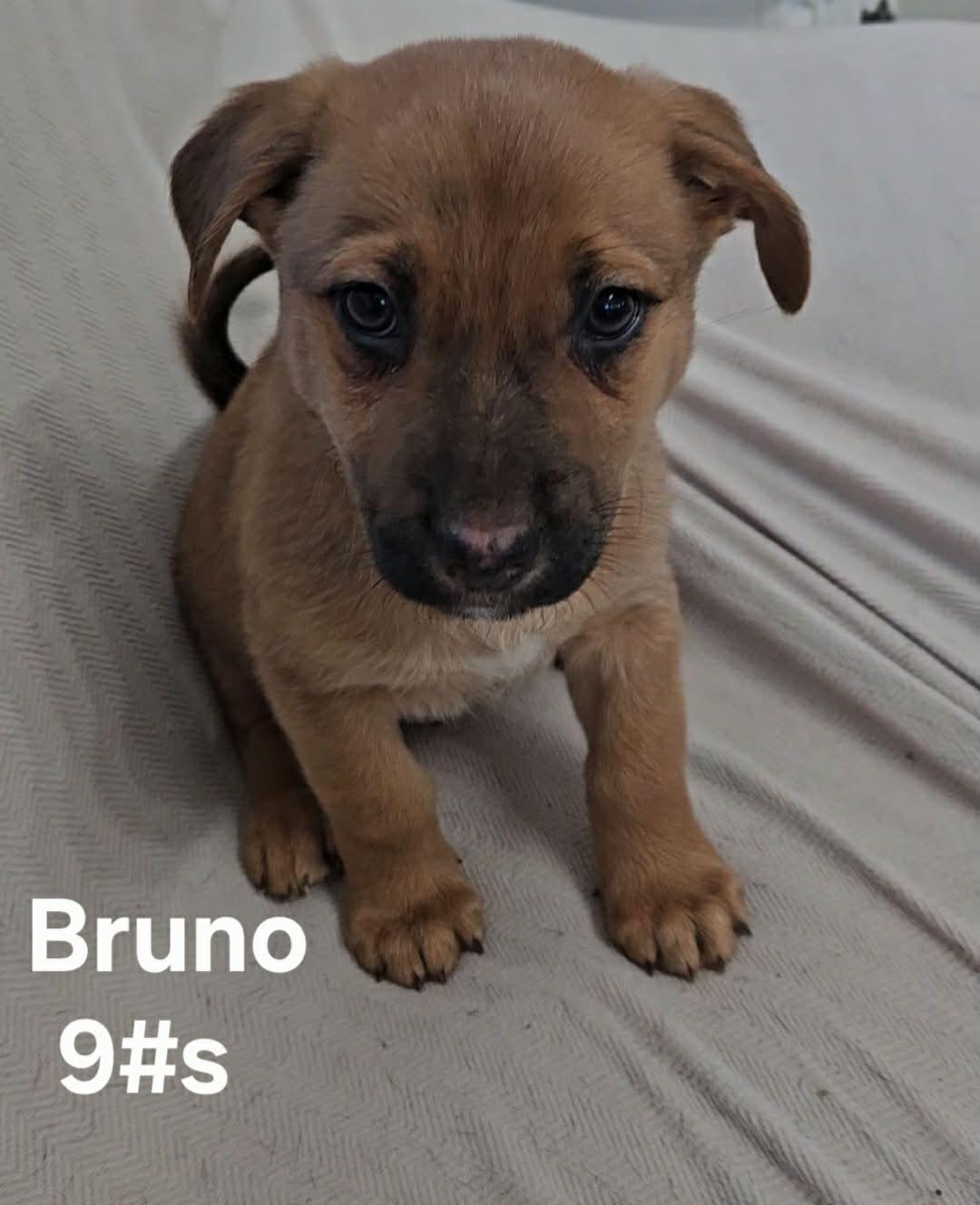 Enlarge Bruno, a ADOPTABLE mixed breed in Union Grove, WI image 1/1