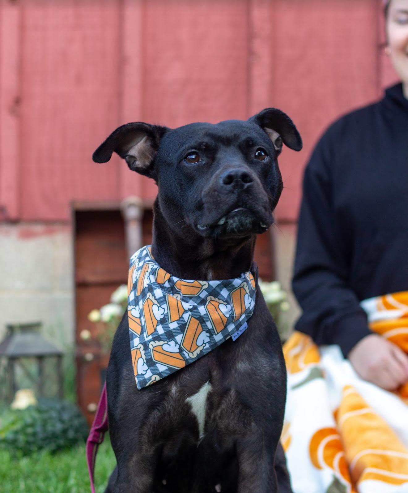 Willow, Adoptable, Adult Female Pit Bull Terrier.